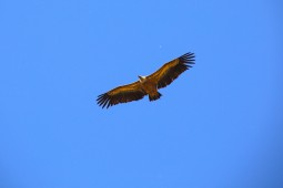 Pepites de la sierra de guara