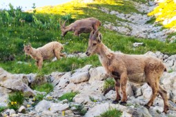 Entre aravis et lac d'annecy